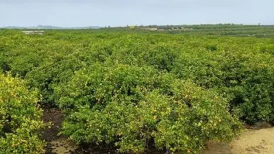 Terreno en venta en Almoradí - Vista 2