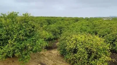Terreno en venta en Almoradí - Vista 3