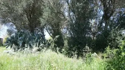 Rustic house in Felanitx photo 24