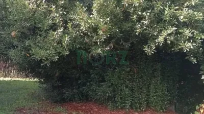 House in A Ponte photo 10