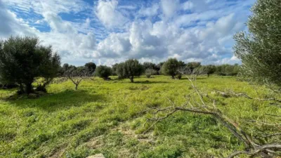 Rustic house in Capdepera photo 19