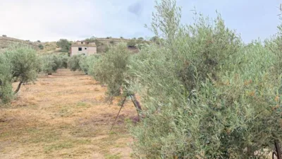 House in Elx - Elche photo 61