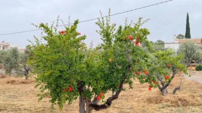 House in Elx - Elche photo 68