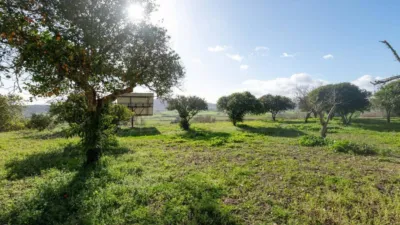 Rustic house in Sineu photo 22
