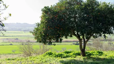 Rustic house in Sineu photo 12