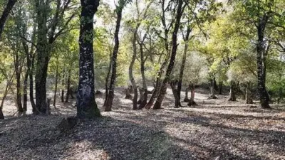 Rustic property in Galaroza photo 52