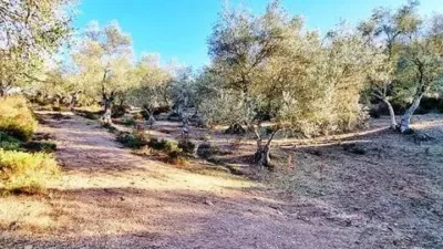 Rustic house in La Nava photo 3