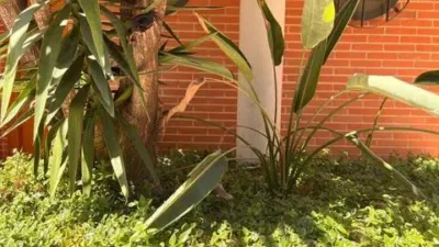 House in Murcia Capital photo 3