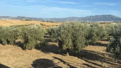 Rustic property in Cártama photo 49