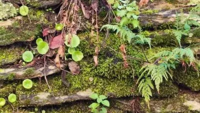 Rustic property in Los Marines photo 66