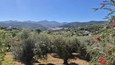 Rustic property in Monda photo 25