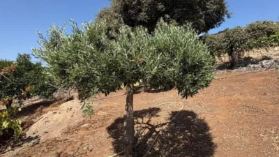 Rustic house in Cortijo de La Torre photo 32