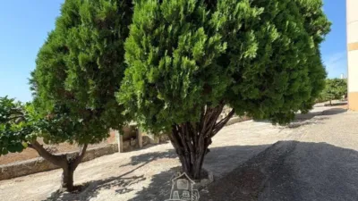 Rustic house in Cortijo de La Torre photo 31