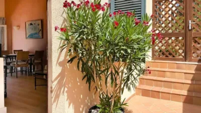 Chalet in Capdepera photo 3