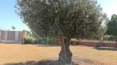 Chalet in Villarrobledo photo 23