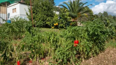 Rustic property in Olivella photo 53