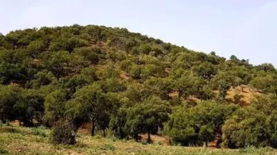 Rustic house in La Nava photo 21