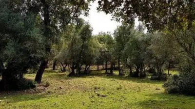 Rustic house in La Nava photo 53