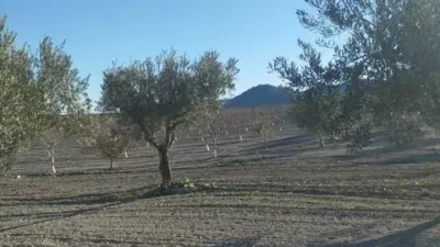 Rustic house in Bullas photo 36