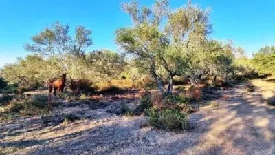 Rustic house in La Nava photo 10