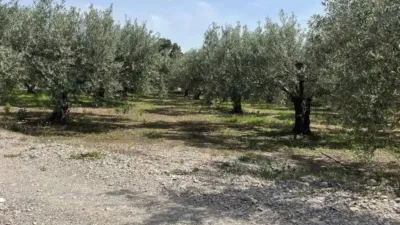Rustic house in Fines photo 9