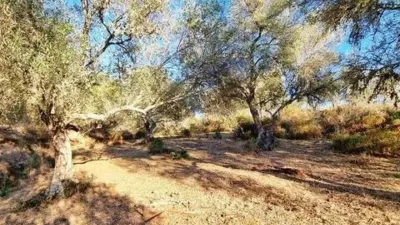 Rustic house in La Nava photo 8