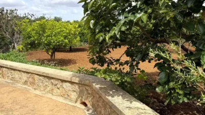 Rustic property in Felanitx photo 56