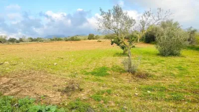 Rustic house in Felanitx photo 12