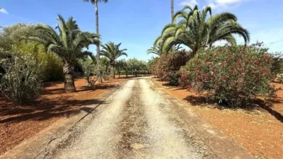 Rustic property in Felanitx photo 3