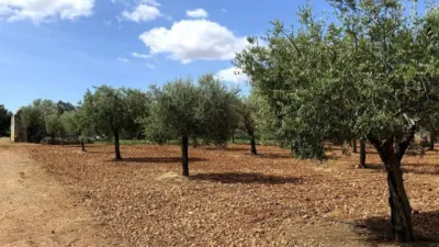 Rustic property in Felanitx photo 59