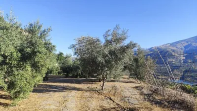 Rustic house in El Pinar photo 36