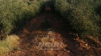Rustic property in La Granjuela photo 10
