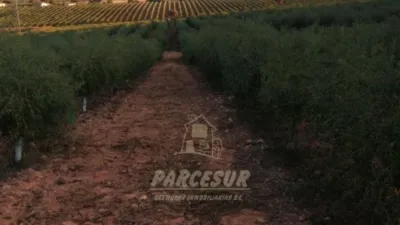 Rustic property in La Granjuela photo 4