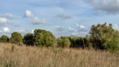 Rustic property in Santa Margalida photo 10