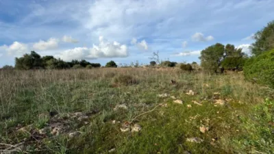 Rustic property in Santa Margalida photo 13