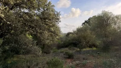 Rustic property in Santa Margalida photo 15