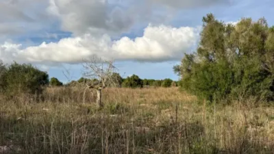 Rustic property in Santa Margalida photo 3