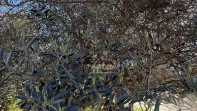 Rustic house in Cortijo de La Torre photo 11