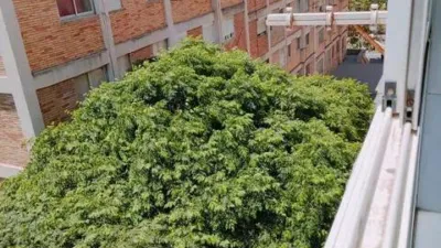 Pis – Alicante - Alacant - Vista 4