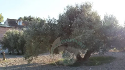 Chalet en Luque photo 24