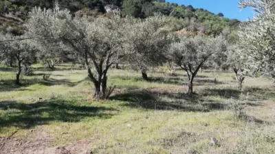 Rustic house in Pinos del Valle photo 22