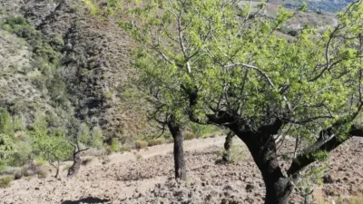 Rustic house in Pinos del Valle photo 6