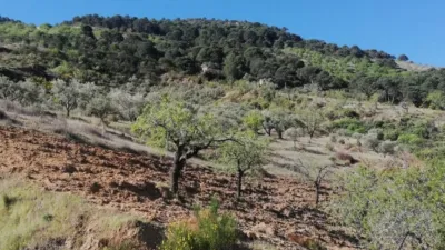 Rustic house in Pinos del Valle photo 9