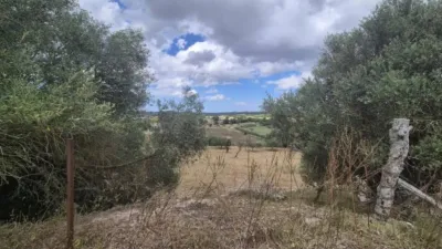 Rustic house in Sineu photo 18