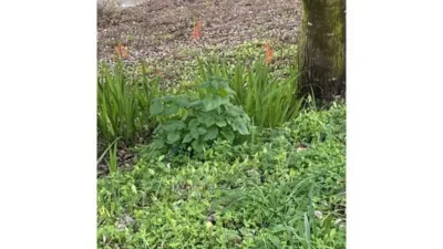 Terreno en venta en Mugardos - Vista 3