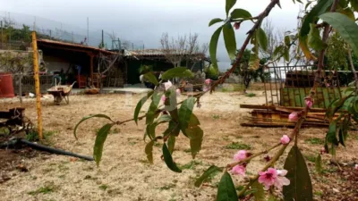 Rustic house in Guía de Isora photo 18