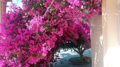 Villa for sale in Alcalde Felipe Mallol photo 12