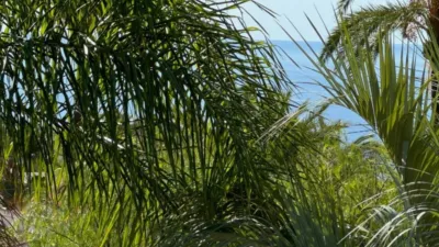 Chalet in Cala Advocat-Baladrar photo 46