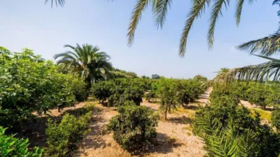 Rustic house in Almoradi photo 40