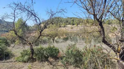 Rustic finca on Ctra S/N photo 6